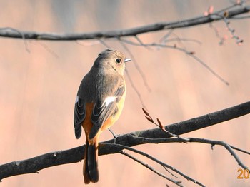 Daurian Redstart 埼玉 Fri, 3/19/2021