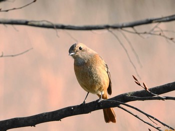 Daurian Redstart 埼玉 Fri, 3/19/2021