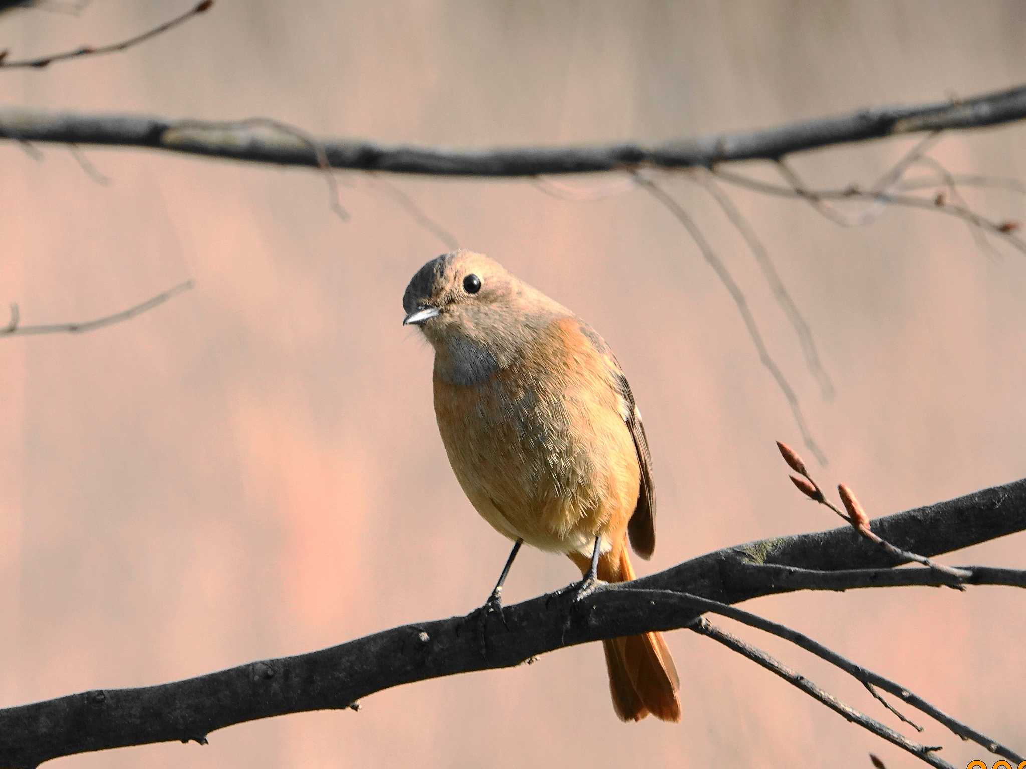 Photo of Daurian Redstart at 埼玉 by dalidalida