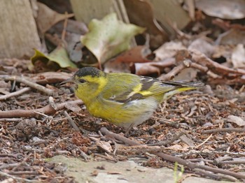 Fri, 3/19/2021 Birding report at 兵庫県稲美町