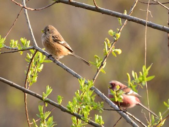 2021年3月19日(金) 北本自然観察公園の野鳥観察記録