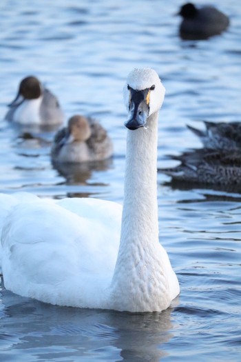 Tundra Swan(columbianus) 城沼 Sat, 2/27/2021