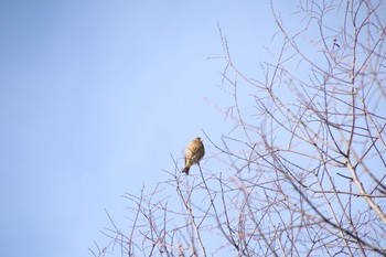 Grey-capped Greenfinch 城沼 Sat, 2/27/2021