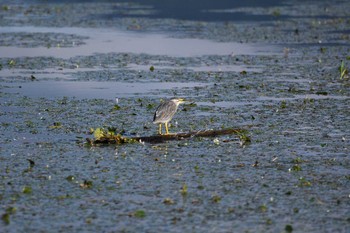 Tue, 8/11/2020 Birding report at Suwako Lake