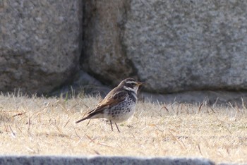 ツグミ 大阪城公園 2021年2月27日(土)