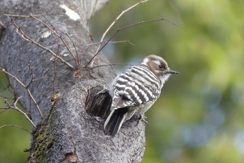 2021年2月27日(土) 大阪城公園の野鳥観察記録