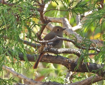 ジョウビタキ 自宅 2021年3月17日(水)