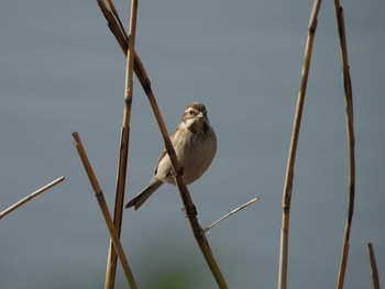 Common Reed Bunting Kasai Rinkai Park Fri, 3/19/2021