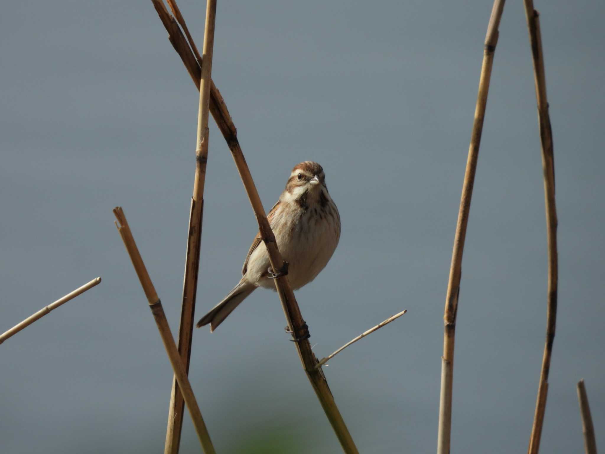 Photo of Common Reed Bunting at Kasai Rinkai Park by もしも