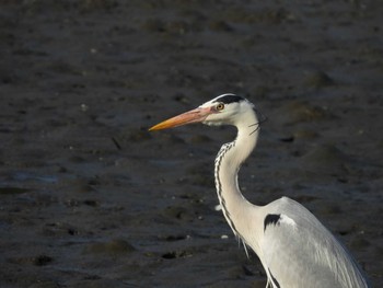 Grey Heron Kasai Rinkai Park Fri, 3/19/2021