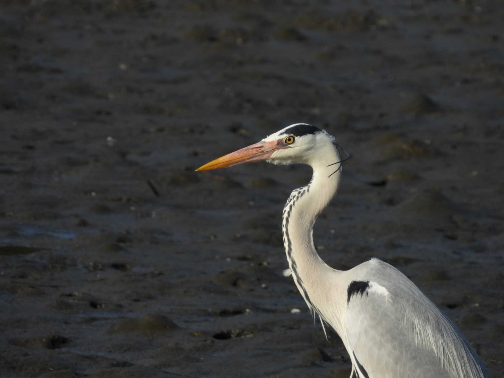 Photo of Grey Heron at Kasai Rinkai Park by もしも