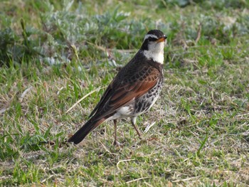 Dusky Thrush Kasai Rinkai Park Fri, 3/19/2021