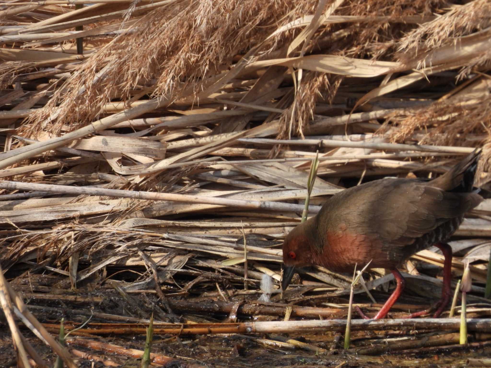 Photo of Ruddy-breasted Crake at Kasai Rinkai Park by もしも