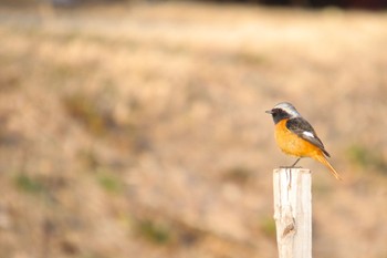 Daurian Redstart 城沼 Sat, 2/27/2021