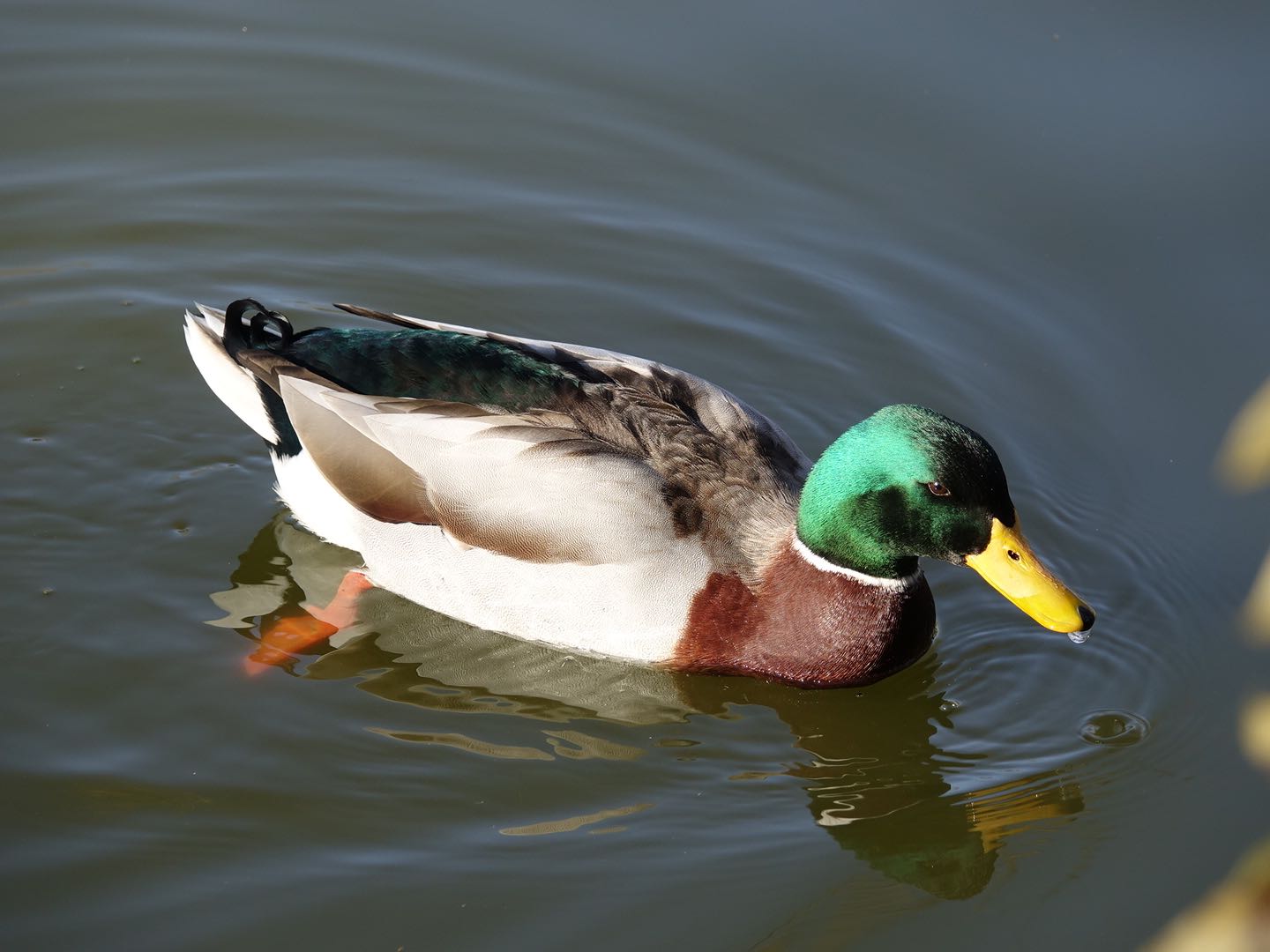 石神井公園 マガモの写真 by とうとん