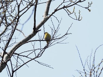 2021年3月19日(金) 泉の森公園の野鳥観察記録