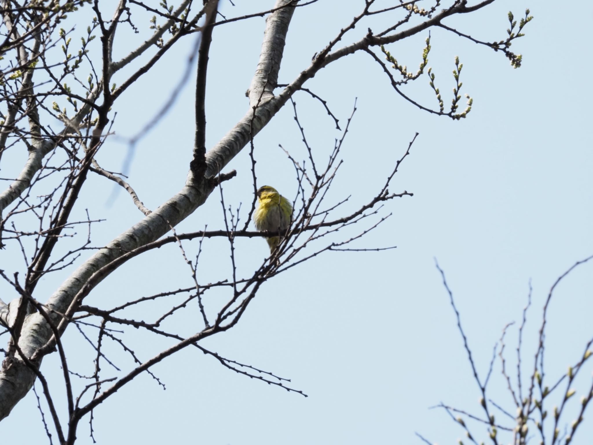 Photo of Eurasian Siskin at 泉の森公園 by メメタァ