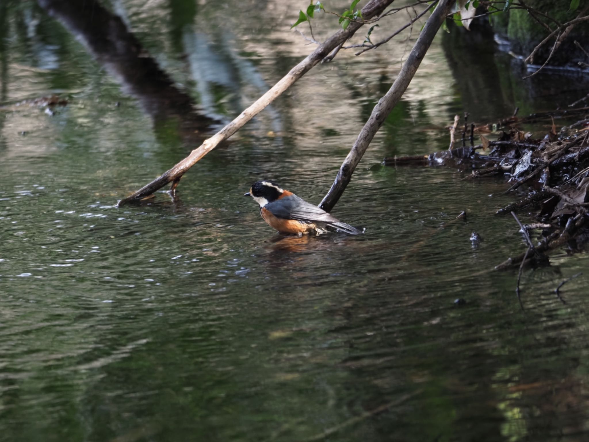 Photo of Varied Tit at 泉の森公園 by メメタァ