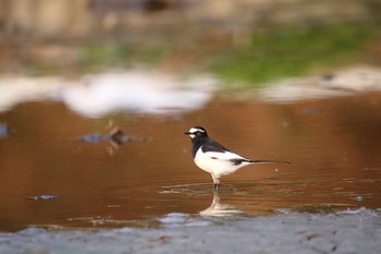 Japanese Wagtail 守谷市 Fri, 3/19/2021