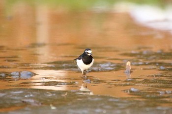 Japanese Wagtail 守谷市 Fri, 3/19/2021