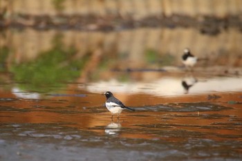 Japanese Wagtail 守谷市 Fri, 3/19/2021