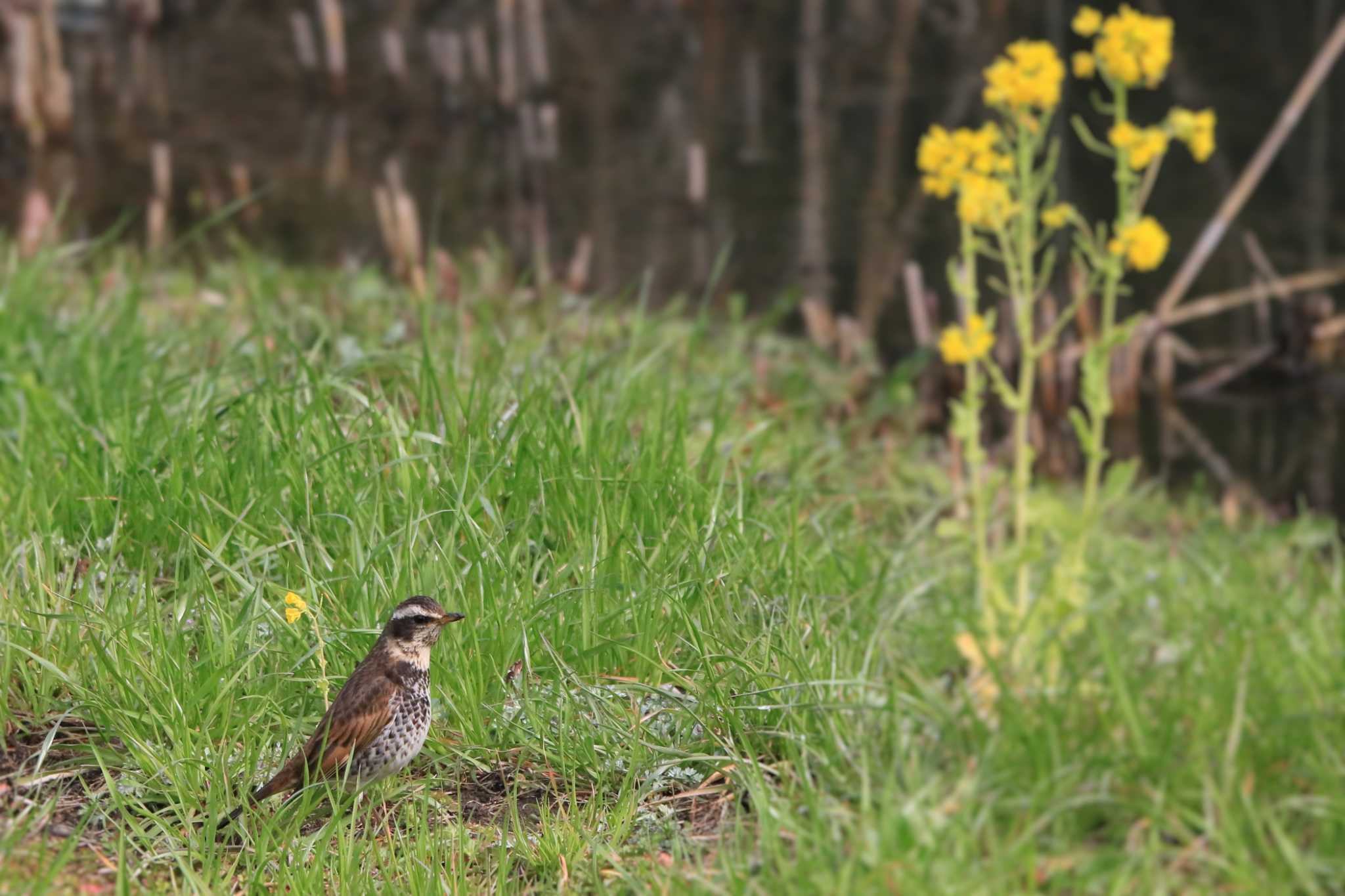 Dusky Thrush