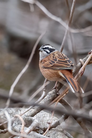 Meadow Bunting Karuizawa wild bird forest Sun, 3/22/2020