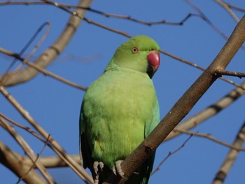 ワカケホンセイインコ 石神井公園 2017年2月4日(土)