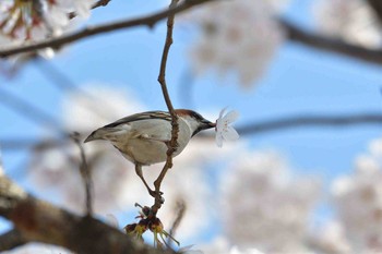 ニュウナイスズメ 川里中央公園 2018年3月28日(水)