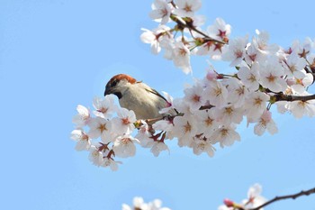 ニュウナイスズメ 川里中央公園 2018年3月28日(水)