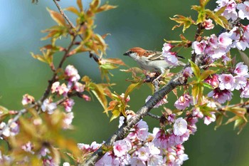 ニュウナイスズメ 埼玉県種苗センター 2018年3月28日(水)