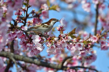 ニュウナイスズメ 埼玉県種苗センター 2018年3月28日(水)