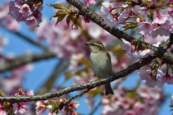 ニュウナイスズメ 埼玉県種苗センター 2018年3月28日(水)