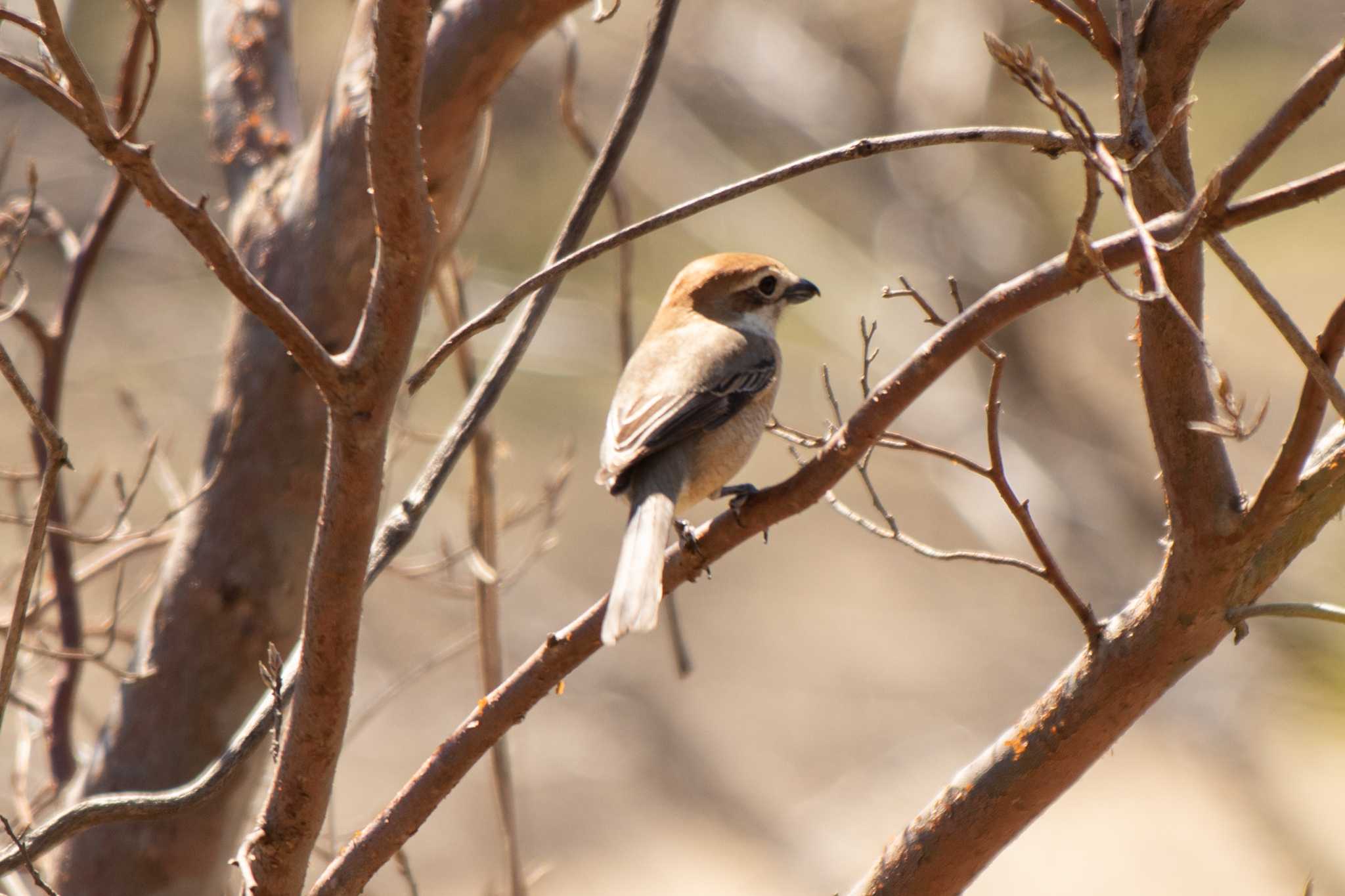 Bull-headed Shrike