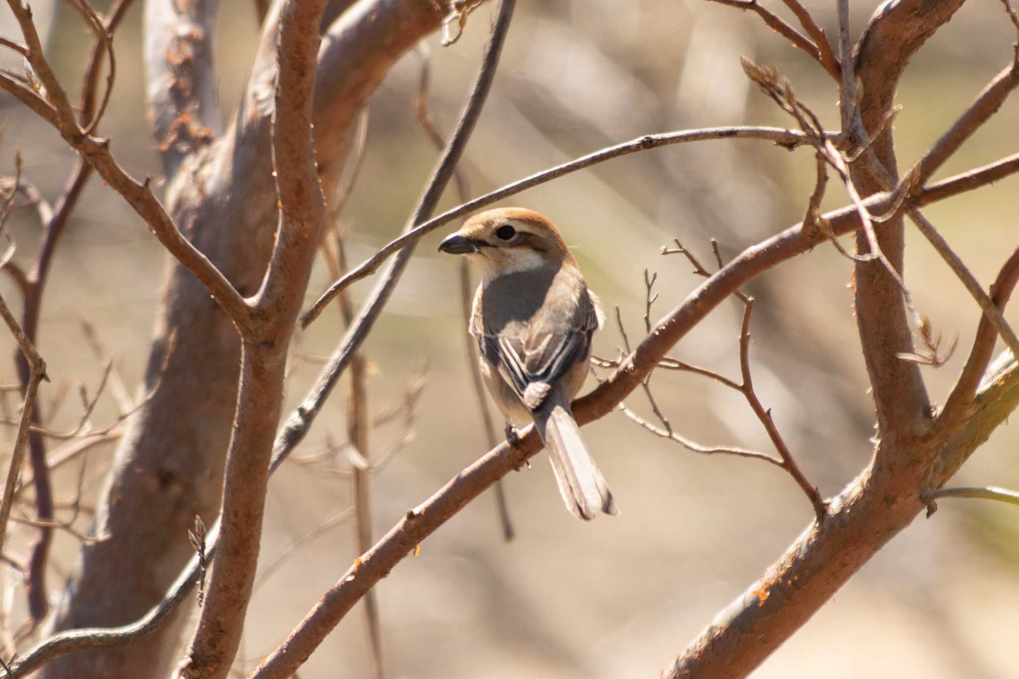 Bull-headed Shrike