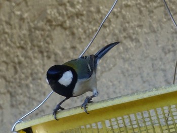 Japanese Tit Unknown Spots Sat, 2/4/2017