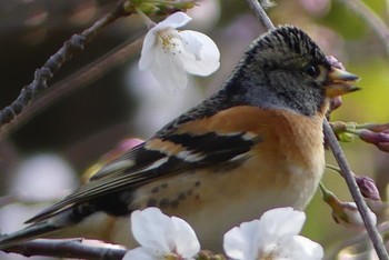 アトリ 大阪城公園 2021年3月18日(木)