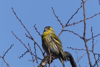 2021年3月17日(水) 大阪城公園の野鳥観察記録