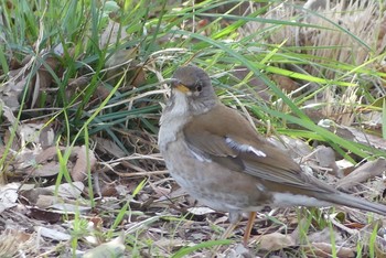 Pale Thrush Osaka castle park Thu, 3/18/2021