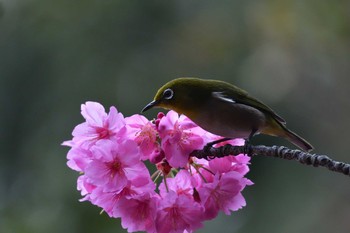 メジロ 長浜公園 2021年3月20日(土)