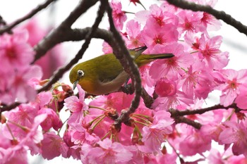 メジロ 長浜公園 2021年3月20日(土)