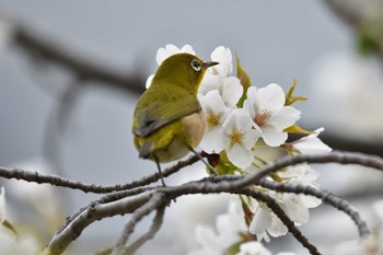 メジロ 長浜公園 2021年3月20日(土)