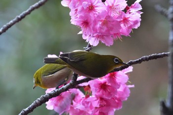 2021年3月20日(土) 長浜公園の野鳥観察記録