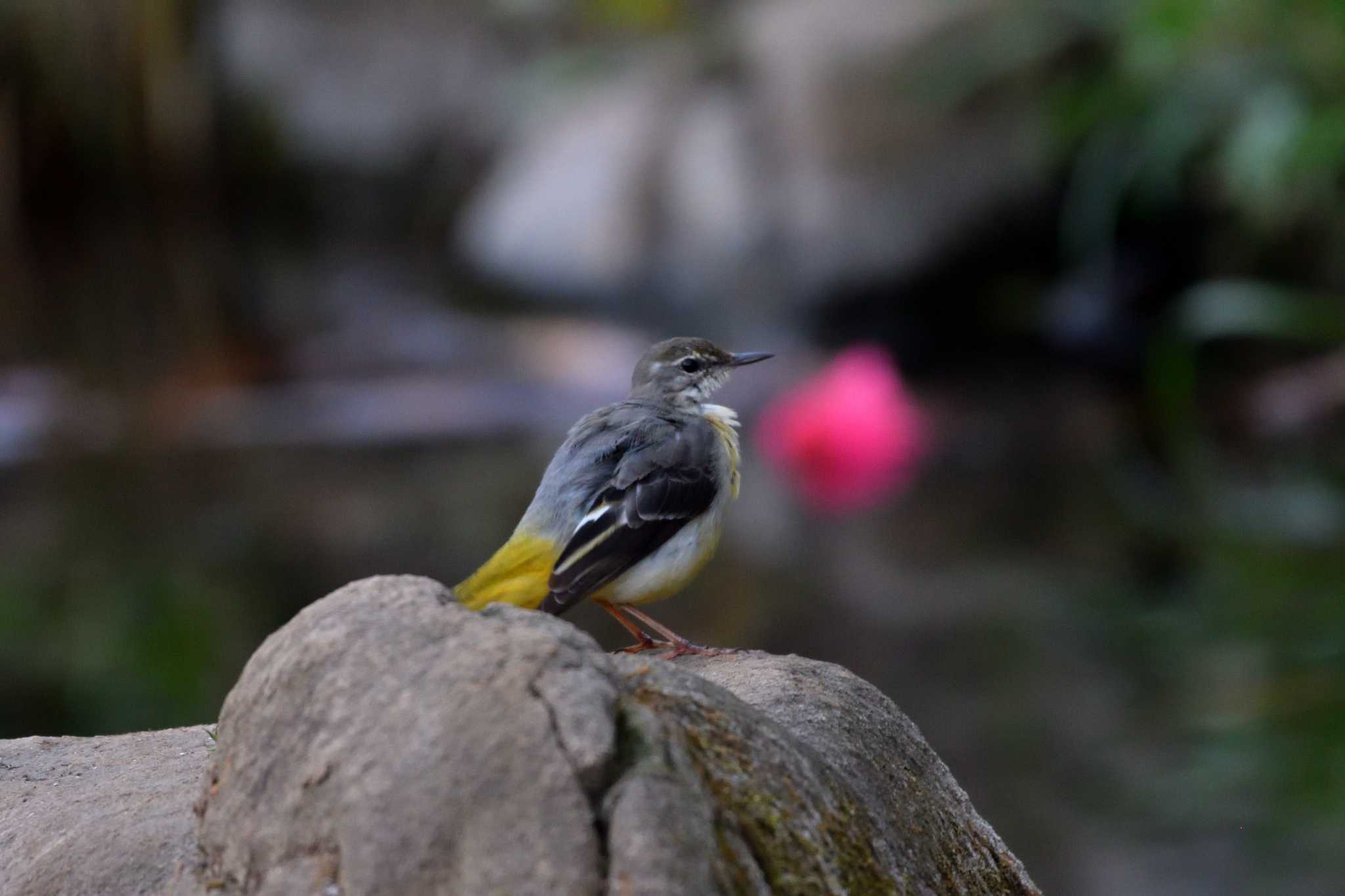 Photo of Grey Wagtail at Nagahama Park by やなさん