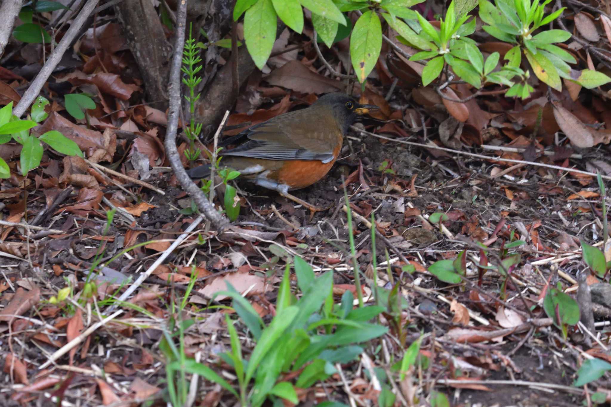 Photo of Brown-headed Thrush at Nagahama Park by やなさん