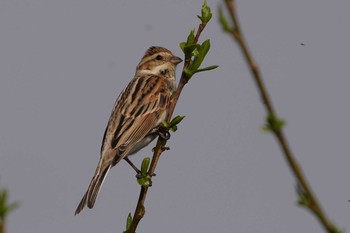 Common Reed Bunting 愛知県 Sat, 3/20/2021