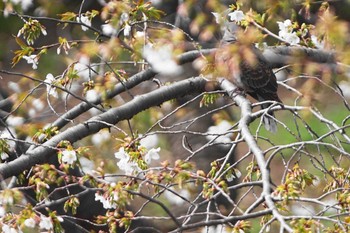 キジバト 野川 2021年3月20日(土)