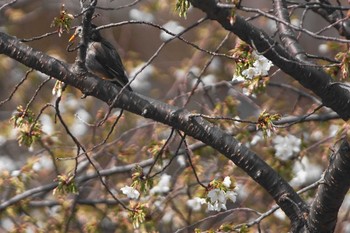 ムクドリ 野川 2021年3月20日(土)