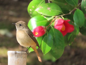 Daurian Redstart 岡山後楽園 Mon, 3/15/2021