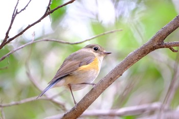 Red-flanked Bluetail 東京都 Sat, 3/20/2021